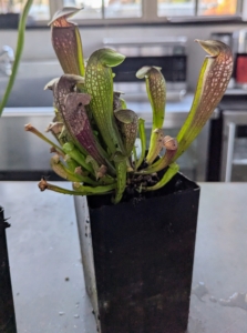 Sarracenia 'Conversation Piece' has slender lime green pitchers with red hoods and distinctive veining. Flowers appear in summer as tall, nodding blooms. In fall the pitchers turn burgundy with black veins.