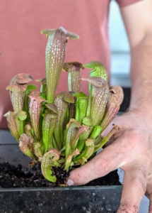 Carefully, he plants the bog-loving Sarracenia 'Conversation Piece' into the mix, ensuring the roots are covered.