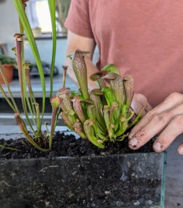 After planting, Ryan tamps down carefully to ensure good contact between the plant and the potting mix. The pot should remain consistently damp.