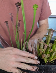 Here he is planting the other pitcher plant, Sarracenia 'Bug Bat.' It shows taller, more slender copper-colored pitchers topped with rounded, arching, reddish hoods.