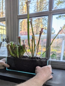 Most bog plants thrive in partial sunlight, but check specific plant requirements. Ryan places the bog pot in an area that gets at least five hours of direct sun a day.