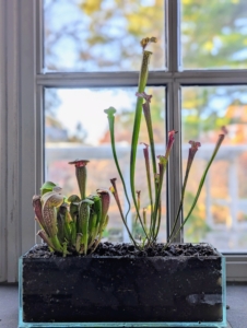 I think they will thrive here on this windowsill in my head house. What do you think of carnivorous plants?