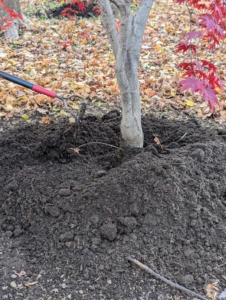 It is important to only cover up to the root flare. The root flare is a swelling at the base of the trunk where the roots begin to spread out. It's usually visible at or near ground level.