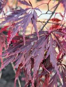 With the right conditions, the fall colors of the Japanese maple may last for several weeks. Unfortunately, as it gets colder the colors begin to dull.