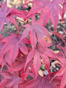 Red leafed cultivars are the most popular, followed by green shrubs with deeply dissected leaves.