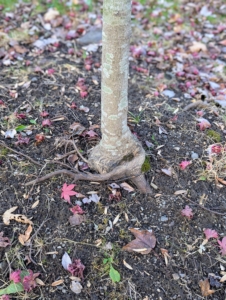 The crew is doing this just in time. They noticed a couple of trees had lost soil around their bases caused by run-off. Composting now ensures all the trees will be well-protected during the cold season.