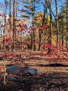 I am sure my sister Laura would be very happy to know I am taking such good care of these Japanese maples.