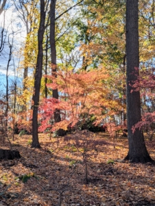 Every year, all of us here at the farm wait for this woodland to burst with color. With more than a thousand varieties and cultivars including hybrids, the iconic Japanese maple tree is among the most versatile small trees.