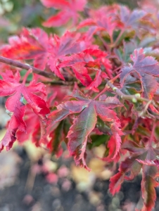 Leaf color best develops when nighttime temperatures remain above freezing but below 45-degrees Fahrenheit. A sudden cold snap could turn the leaves more plum-brown seemingly overnight, skipping the vibrantly red stage altogether.