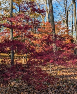 Japanese maples are native to areas of Japan, Korea, China, and Russia. In Japan, the maple is called the “autumn welcoming tree” and is planted in the western portion of gardens – the direction from which fall arrives there. I love the contrast between the bright reds, oranges, yellows, and greens in this grove. The heavy leaf cover on the ground also enriches the soil and adds even more fall color.