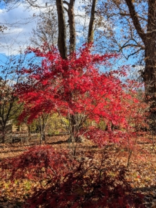 But those brilliant fall colors aren’t a guarantee. The colors are a result of climate, weather, and environmental conditions. Here in the Northeast, fall weather usually arrives in September, with temperatures cooling off rapidly at night even when the days are still warm. These cool nighttime temperatures trigger the leaf-changing process. Unusually warm early fall weather may even prevent the leaves from turning red. This is because the color changes occur with gradually cooling temperatures – not cold snaps.