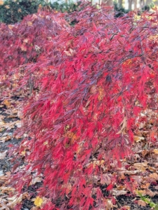 Japanese maple forms can be weeping, rounded, dwarf, mounding, upright, or cascading. Japanese maples typically grow about one-foot per year for the first 50-years, but they can live to be more than a hundred.