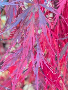 I also have more rare varieties. These leaves are deeply divided, but each lobe is also dissected, giving them a lacy effect.