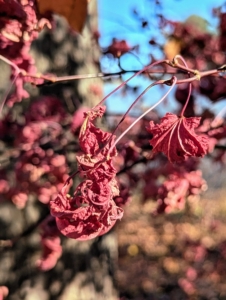 As the weather cools even more and daylight hours shorten, the leaves of the trees continue the autumn process of drying out, and falling off until the tree bare. And then come spring, new leaves emerge again.