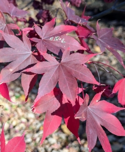 This year, the warmer weather lasted longer than usual, and it's been unusually dry, but we've watered where necessary and these trees are still giving a good show.