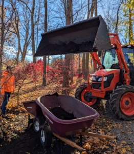 My crew is busy adding composted mulch to the base of every Japanese maple in this grove. I am fortunate to be able to make lots of compost here at my farm.