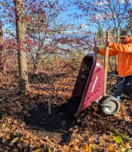 As each wheelbarrow is filled, Alex manually drops a certain amount around each tree depending on its size. The composted area around a tree should extend to the drip line of the branches, or at least cover a four to five foot diameter area around the trunk.