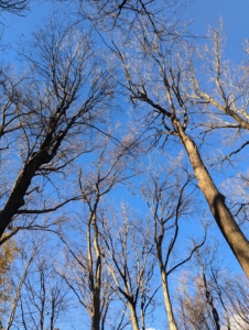 The deciduous trees above have already lost all their foliage leaving all the gorgeous colors down below.