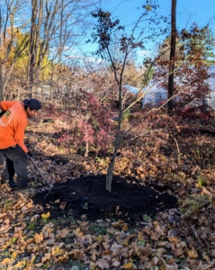 Here, José uses a hard rake to spread an even layer around the tree base.