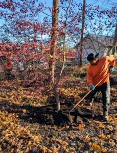 Adding composted mulch is good to do in spring and in the fall. Not only does this look great, but it prevents weeds, gives the trees essential nutrients, and insulates the roots.