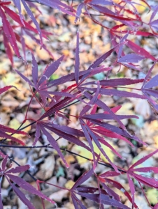 This compact Japanese maple has narrow, sword-like leaves that are deep red to plum in color.