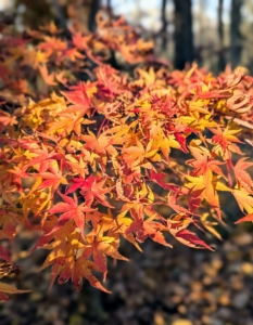 Many of the Japanese maples with green spring leaves will eventually turn to an orange color in the fall. This orange can range everywhere between a darker burnt orange and a bright, almost florescent orange.