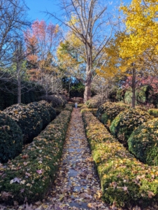 And just last week, the very same garden was filled with fallen leaves in yellow, brown, and gold, mostly from the ginkgo and silver maples above.