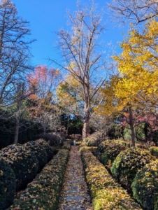 And this ginkgo tree, another female, is the main focal point of my sunken garden. It is about 250 years old.