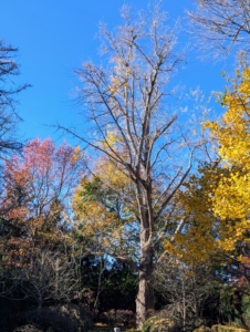 And now, the tree is bare. Typically, on one day after the hard frost sweeps down the east coast, this ginkgo, along with others at my farm and countless more in the area, drops its leaves, but with such mild temperatures this autumn, the “great fall” seems less dramatic.