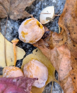 Mixed with the fallen leaves is a group of newly fallen ginkgo tree fruits. The most noticeable thing about these is the smell – it is hard to miss, and the stench is quite disagreeable. The outer, nasty smelling pulp is known botanically as sarcotesta.