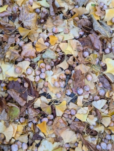 This time of year, all the ginkgo fruits fall from the trees. Inside is a single hard-shelled seed enclosing an edible kernel. The kernels are often roasted and used in Asian cuisines. I collect them and share them with those who enjoy cooking them.