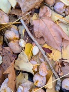 Inside is a single hard-shelled seed enclosing an edible kernel. The kernels are often roasted and used in Asian cuisines.