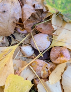 Here is a closer look at the fruit and seed. It is small and fleshy – about the size of a small jujube, or Chinese date.