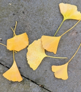 The ginkgo leaves are easy to identify.