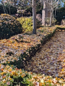 The leaves fall all over the boxwood hedges...