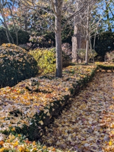 The trees are bare, and the hedges and shrubs covered in leaves.