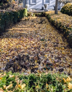 ... and in the garden beds, covering the entire area in yellow.