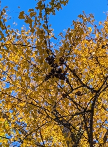 They start off high up in the tree like this before falling. This ginkgo is outside my Summer House garden and it is full of fruit.