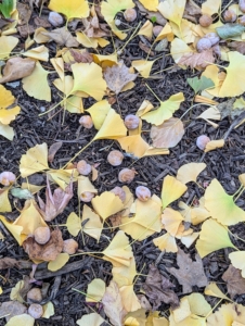 The ginkgo seeds contain urushiol, which is the same chemical that causes poison oak, ivy, and sumac, so always wear gloves and protect your skin whenever handling the fruit.