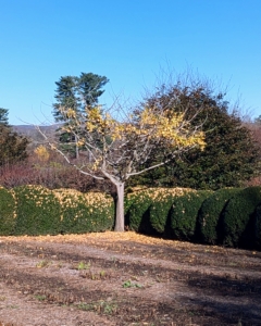 Ginkgo trees are dioecious, meaning that male and female reproductive parts develop on separate plants. Ginkgo trees typically reach sexual maturity around 20 to 30 years old. Male trees do not drop fruit. This young ginkgo tree is in the northeast corner of my herbaceous peony bed. It has lost most of its leaves.