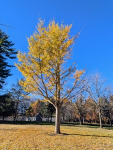 This tree is in a field east of my chicken coops and off a carriage road to my run-in paddock. It still has many leaves left on its branches.