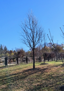 This ginkgo is outside my raised bed vegetable garden. It is the first to lose its leaves here at the farm.