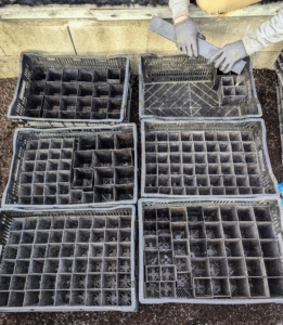 Ryan fills crates with these plastic reusable containers to prevent them from falling over and to keep them tidy in the cold frame.