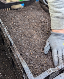 Ryan spreads the potting mix across all the pots to fill and then levels the top and removes any excess.