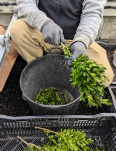 Ryan then removes any leaves from the bottom two to three inches of each boxwood stem, so they can be placed deep enough into the potting mix.