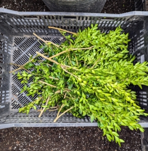 When preparing the cuttings, make sure to only use healthy stems with no insect damage or discoloration. These cuttings are in excellent condition.