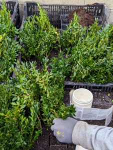 Keeping the cuttings here in the cold frame will ensure they get lots of warmth and access to indirect sunlight. They will also be kept moist to encourage growth.