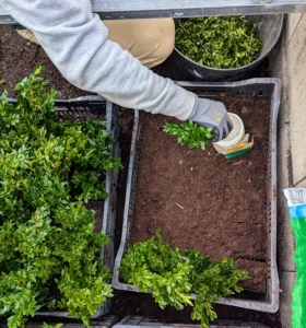 This is just the first batch of cuttings. When complete, this entire cold frame will be filled with growing boxwood. It can take up to three months before roots appear.