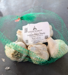 The German Extra Hardy Porcelain garlic is large-sized and medium flavored. Because of its large root system, this hardneck is extremely hardy and often withstands freezing and thawing cycles when other garlic varieties don’t.