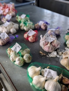 It’s always exciting to get a delivery from Keene Garlic filled with bags of fragrant garlic bulbs for my garden. I have been planting Keene Garlic for several years and am always so pleased with their growth and taste. Here are just some of the different varieties we are planting this year.